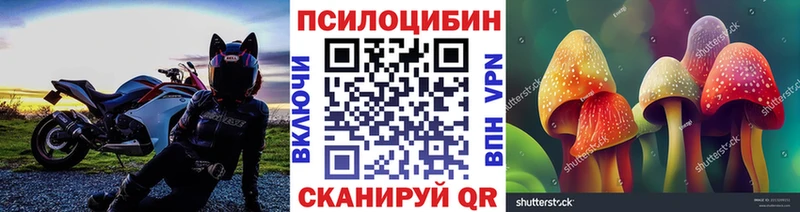 где можно купить   Полысаево  Псилоцибиновые грибы Psilocybine cubensis 